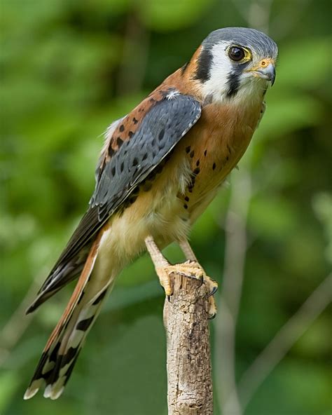 American Kestrel "Falco sparverius" | Boreal Songbird Initiative