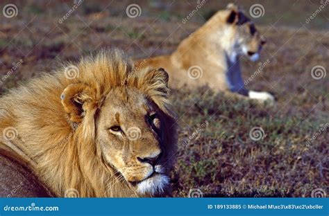 South Africa: Lion and Lioness Hunting Stock Image - Image of ugetiere, tourismus: 189133885