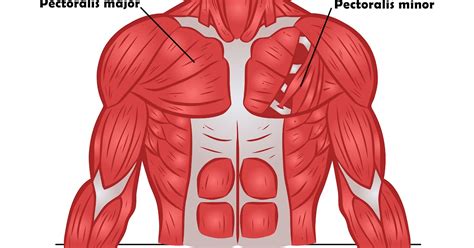 Chest Muscle Anatomy Diagram 2 Schematic Of The Chest Wall | Images and Photos finder