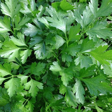 Seeds for Italian Giant Parsley | Petroselinum crispum | Amkha Seed