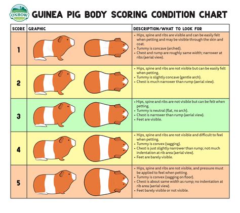 Signs Your Rabbit or Guinea Pig is Overweight or Underweight