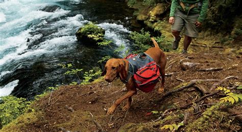 When Can Dogs Start Hiking