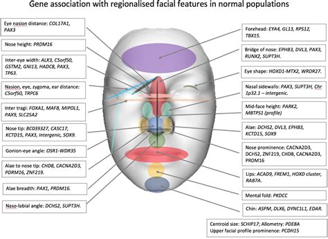 Irish Facial Features Traits