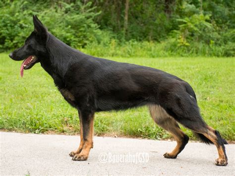 Bi-Color German Shepherd: Beautiful and Unique Dog With a Special Color