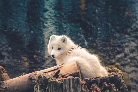 Free stock photo of animal, arctic fox, conservation