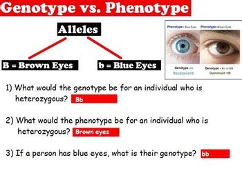 Genetics - Genotype/Phenotype; Heterozygous/Homozygous w/ worksheet