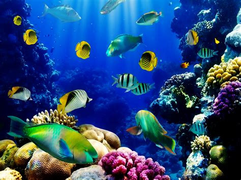 Live Fish Aquarium Wallpaper - WallpaperSafari