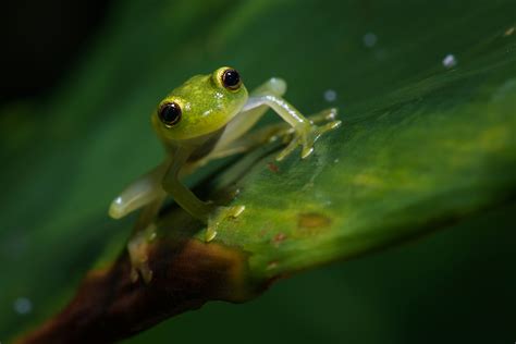 Glass Frog | Sean Crane Photography