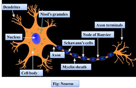 Parts Of A Motor Neuron Labeled