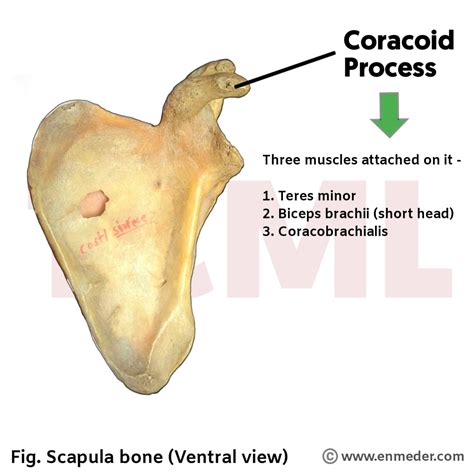 Scapula Coracoid Process