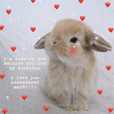 Pin on Cute :3 | Cute love memes, Wholesome memes, Cute memes