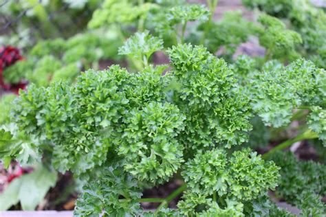 Curly Parsley - Local Seeds