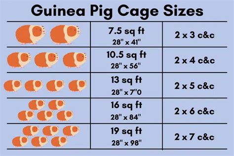 Guinea Pig Cage Size Chart Pet Territory, 60% OFF