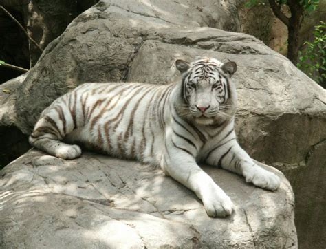 Physical Adaptations - White bengal Tiger