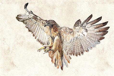 Hawk in Flight Photographic Drawing Photograph by Dawn Currie