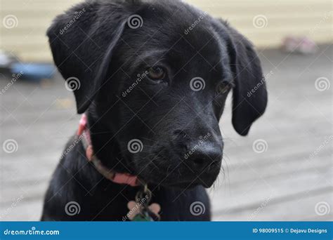 Beautiful Face of a Black Lab Puppy Dog Stock Image - Image of purebred, black: 98009515