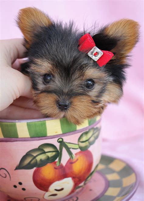 Delightful Teacup Yorkshire "Yorkie" Terrier Puppies for Sale | Teacups, Puppies & Boutique