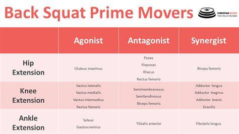 Agonist And Antagonist Muscles In A Squat - cloudshareinfo