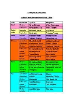 Muscles, Agonist/Antagonist, Movement Patterns by BFATeachTools | TpT