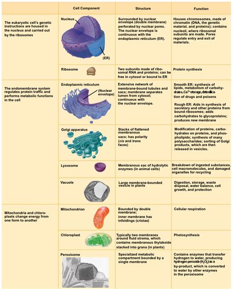 All The Organelles In A Animal Cell