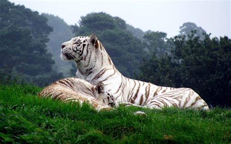 White Tiger Wallpapers HD - Wallpaper Cave