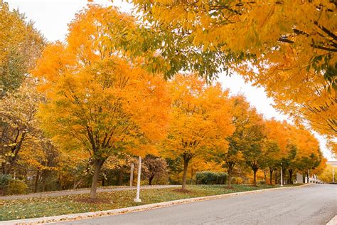 Fall Foliage Maryland 2020 The Ultimate Guide for Fall Color