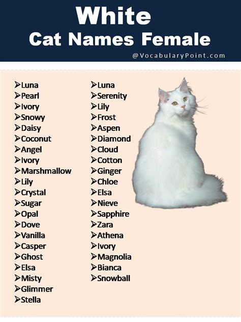 150+ Fluffy White Cat Names : Cute, Funny and Best - Vocabulary Point