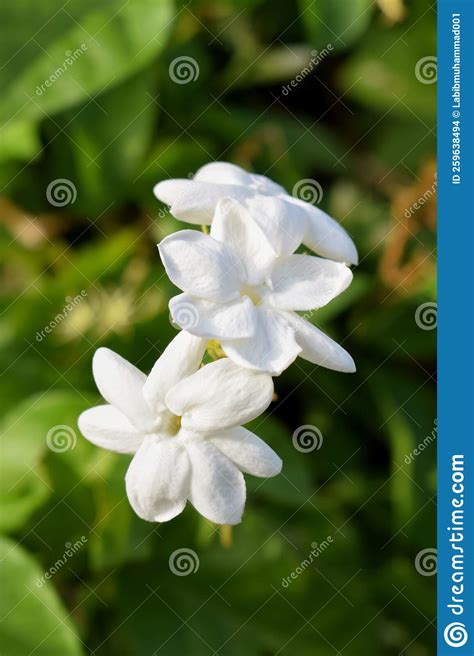 Jasmine Flower in the Home Garden Stock Photo - Image of people, lifestyles: 259638494