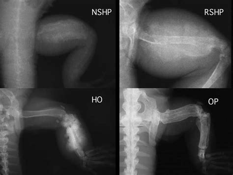 Metabolic Bone Disease In Reptiles - Reptiles Magazine