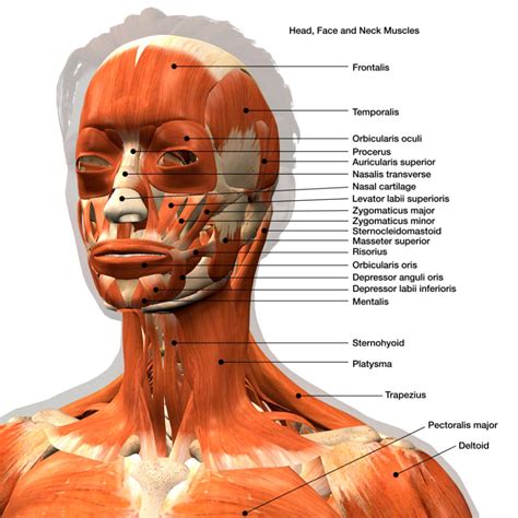 Surface Anatomy Of The Head And Neck Neck Muscle Anatomy Muscle – NBKomputer