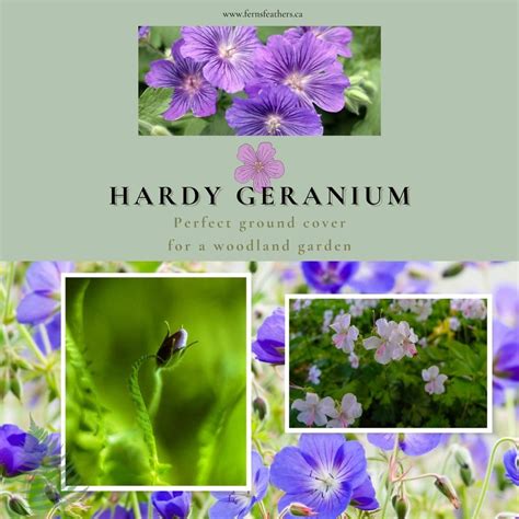 Can hardy geraniums be used as ground covers — FERNS & FEATHERS