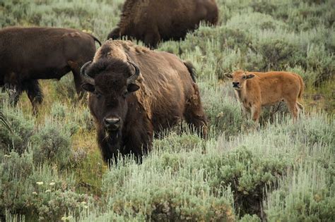 Grand Teton National Park Wildlife Spotting - Jackson Hole Traveler