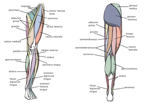 Leg Muscles Diagram Side View