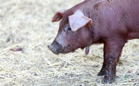 Red Wattle Pigs ~ Everything You Need to Know - Rural Living Today