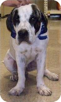 MT | Adopted Dog | Brownsville, TX | Basset Hound/Great Dane Mix