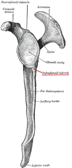 Infraglenoid tubercle - Wikipedia