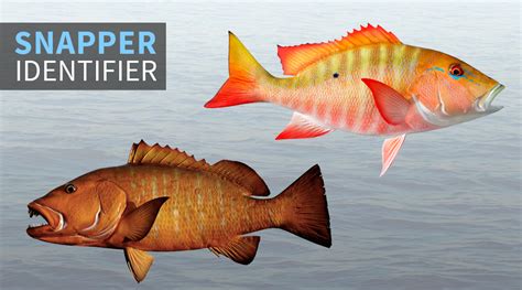 Snapper Fish Identifier | FISHTRACK.COM