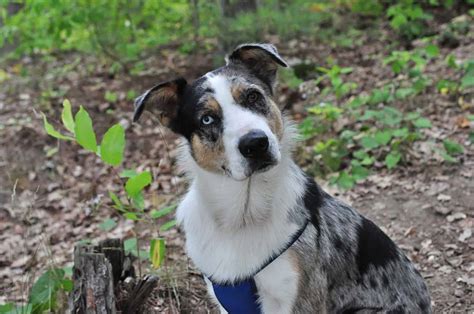 Introducing You To The Blue Heeler Husky Mix: The Ausky Guide