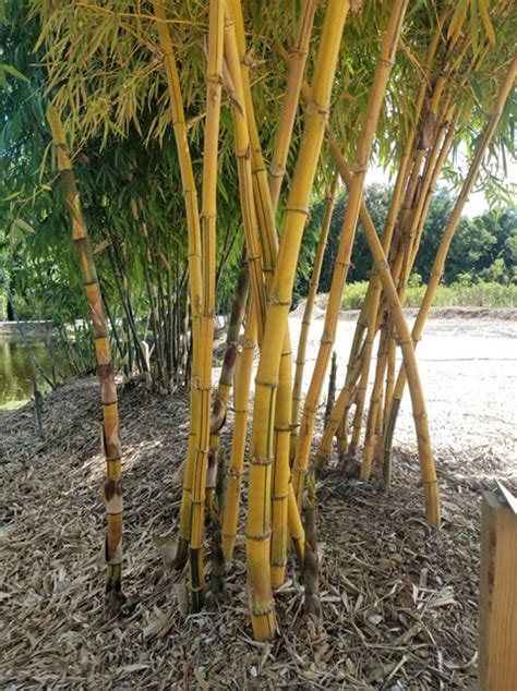 Clumping Bamboos | Bamboo from Florida for Privacy & Beauty. Fast-Growing, Non-Invasive Florida ...