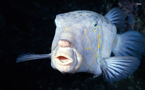 Deep sea fish that has human facial expressions survives in the darkness in the depths of the ...