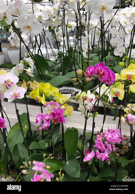 White, yellow and pink orchids in a garden nursery Stock Photo - Alamy