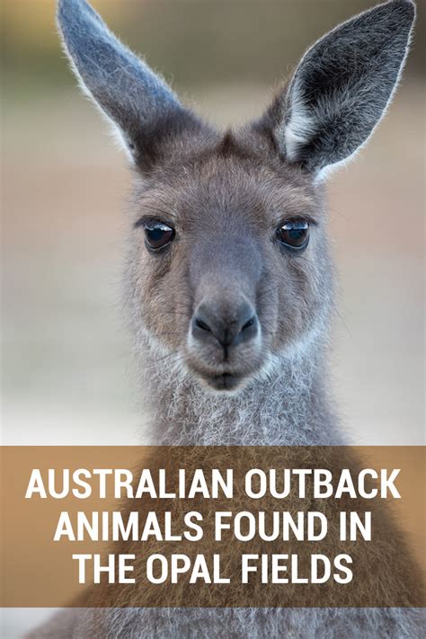 A List Of Australian Outback Animals Found In The Opal Fields