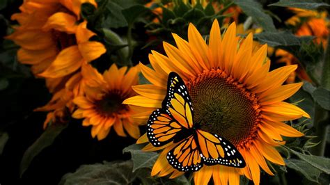 Girassol Borboleta 1920×1080 Wallpaper Wp60024 - Sunflower Butterfly (#1521651) - HD Wallpaper ...