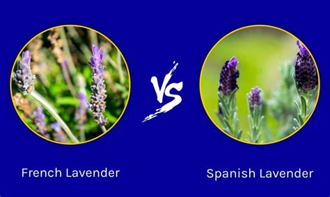 Spanish Lavender