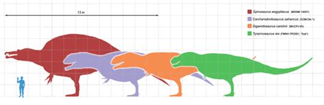 Spinosaurus Size Comparison To T Rex