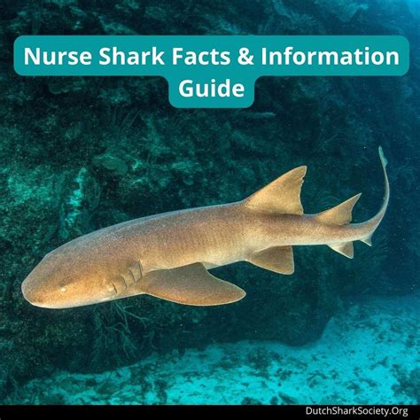 Nurse Shark Facts & Information Guide