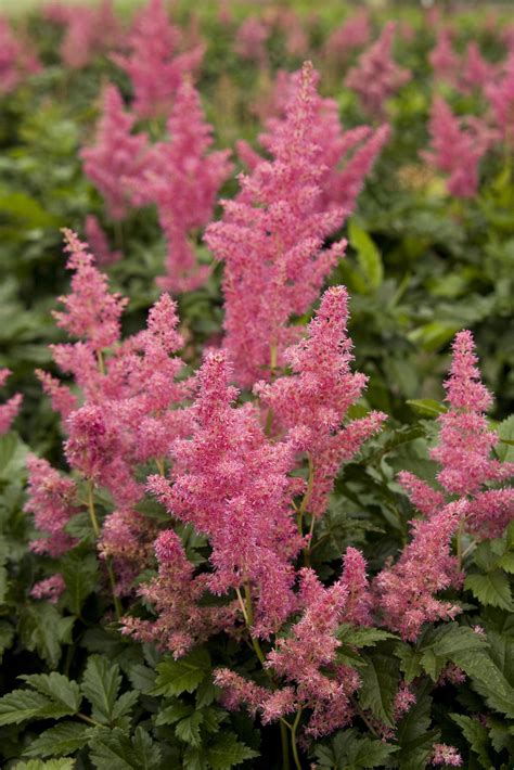 Astilbe Rheinland - Astilbe x arendsii ' Rheinland ' - Courville Nurseries