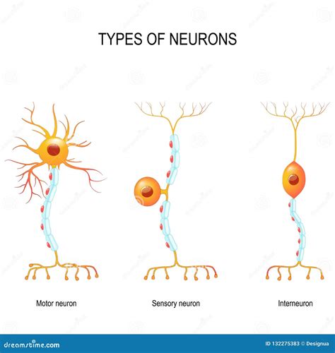 Sensory Neuron, Motor Neuron, and Interneuron Stock Vector - Illustration of mammal, biology ...