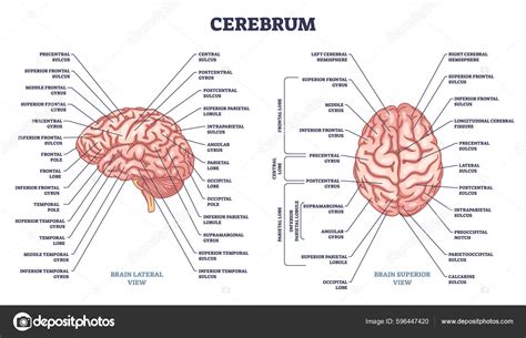 Cerebrum Structure Human Brain Sections Parts Anatomy Outline Diagram Labeled Stock-Vektorbild ...