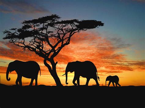 African Elephant Wallpapers - Wallpaper Cave